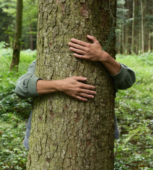 Arme in einer grünen Jacke umarmen einen großen Baumstamm in einem lebendigen, grünen Wald.