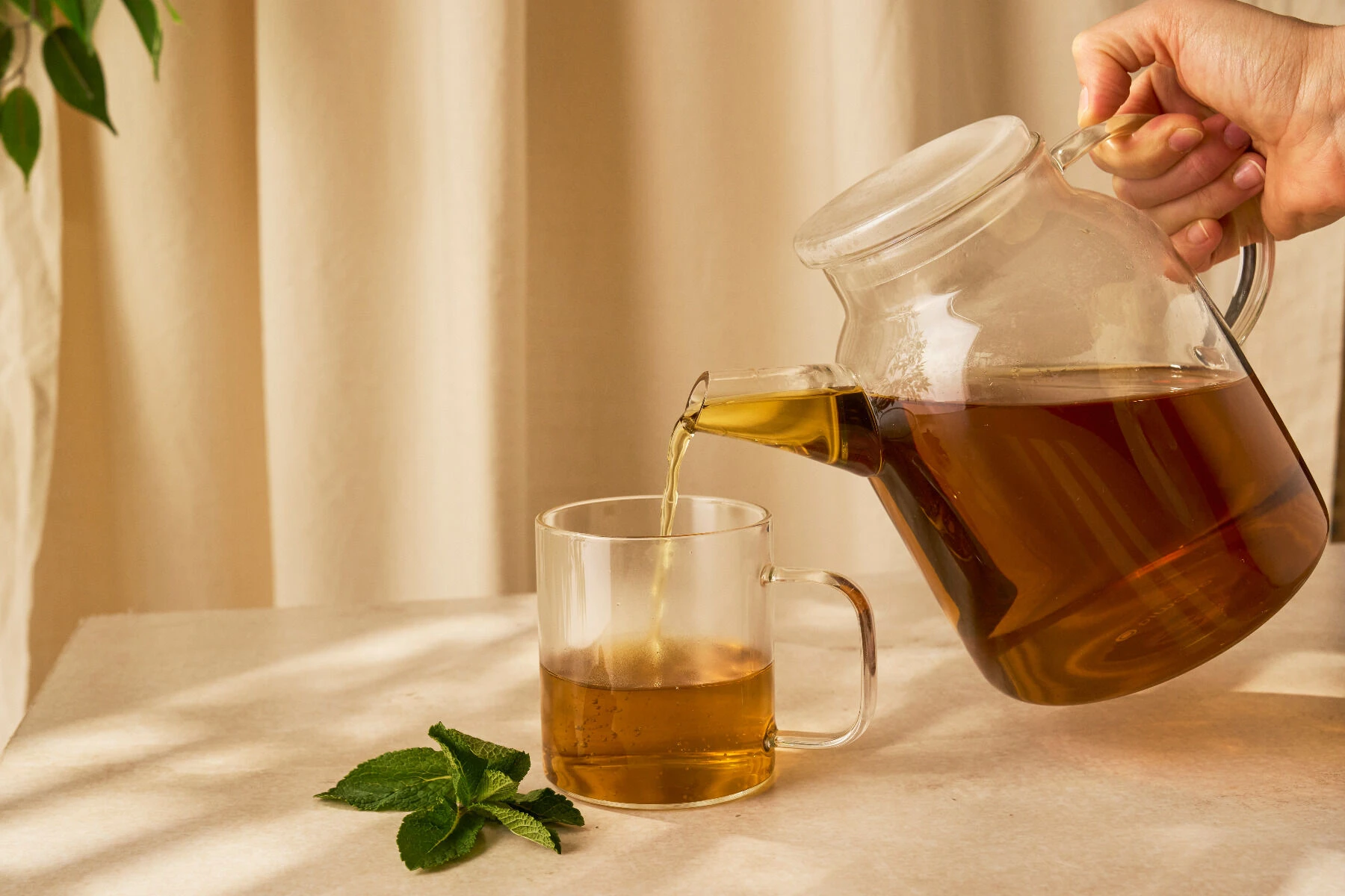 Eine Hand gießt Magenfein BIO Kräutertee aus einer Glaskanne in eine transparente Tasse auf einem hellen Tisch. Frische Minzblätter neben der Tasse vermitteln Genuss und Harmonie, während ein zartbeiger Vorhang einen sanften Hintergrund bildet.