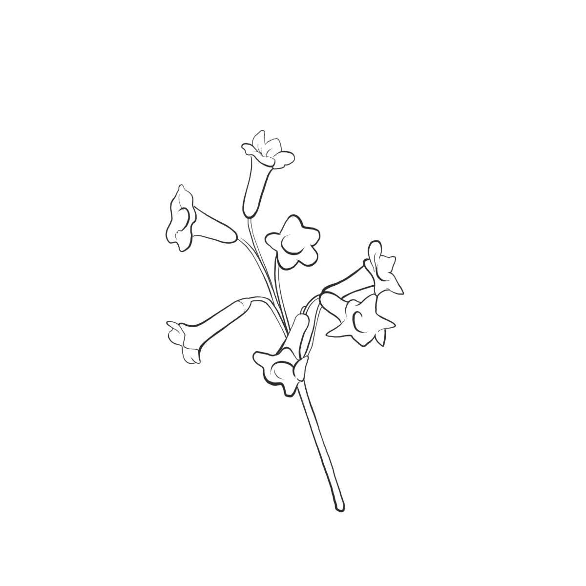 Honigbusch