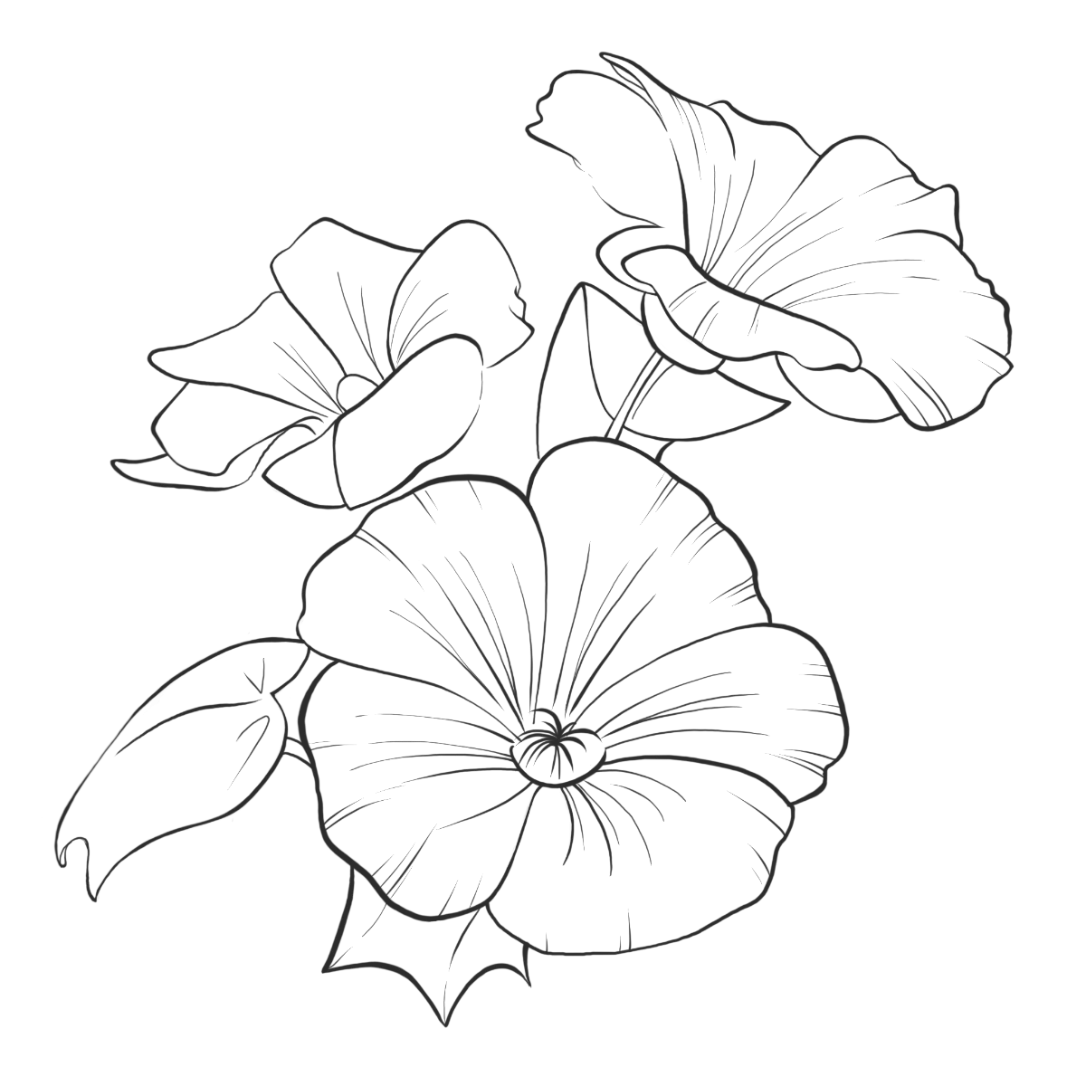 Hibiskus