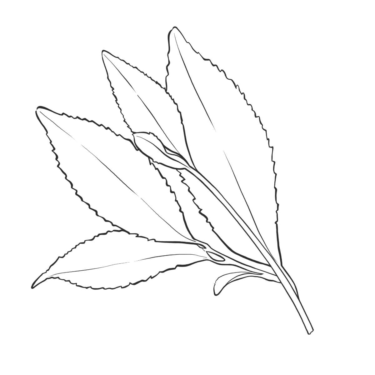 Schwarzer Tee