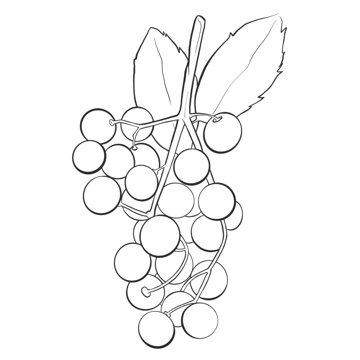 Holunderbeeren