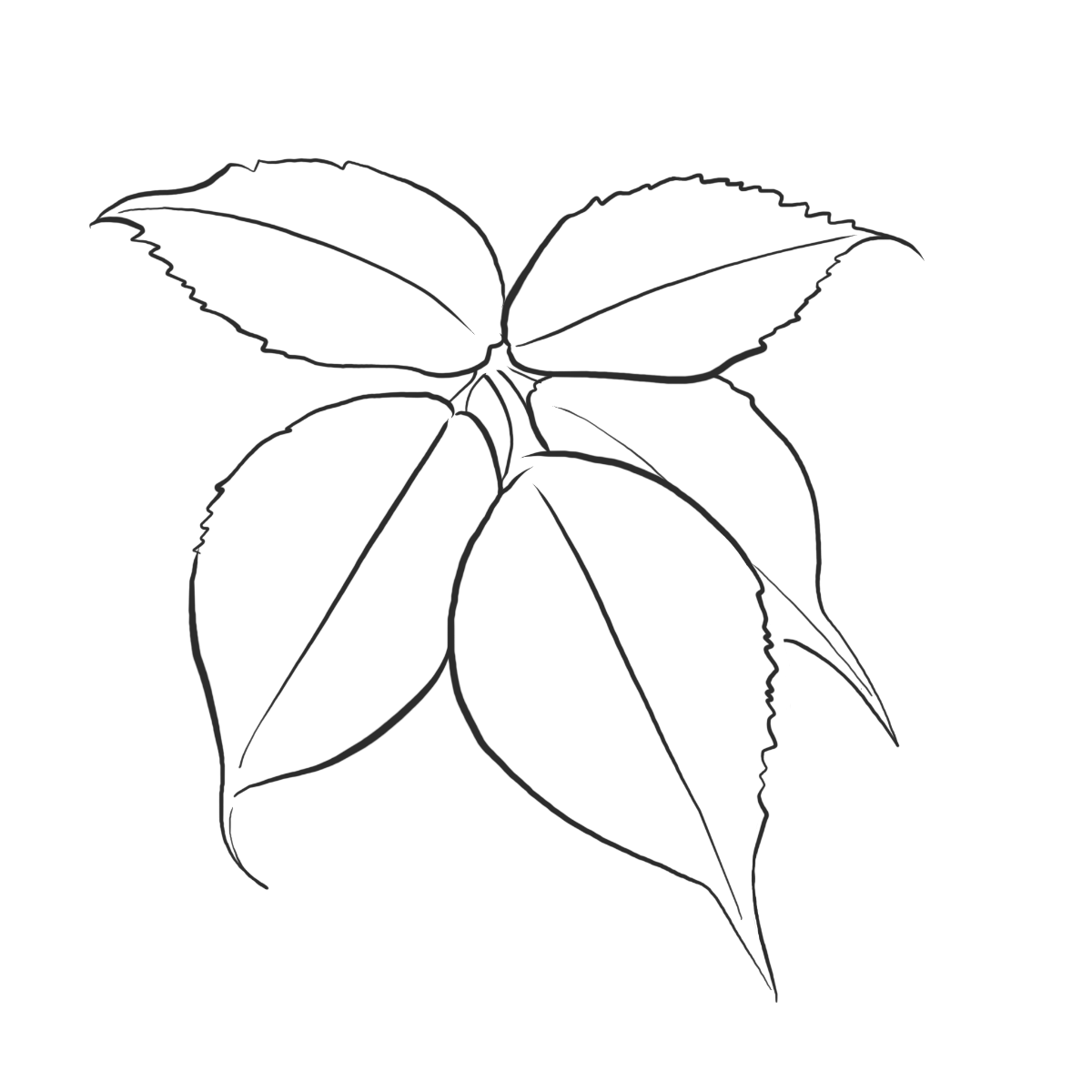 Süße Brombeerblätter